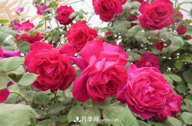 盆栽月季花怎么养?对环境有什么要求?(图3) 盆栽月季花怎么养?对环境有什么要求?(图3)