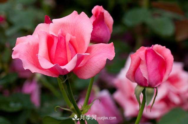 盆栽月季花怎么养?对环境有什么要求?(图4) 盆栽月季花怎么养?对环境有什么要求?(图4)