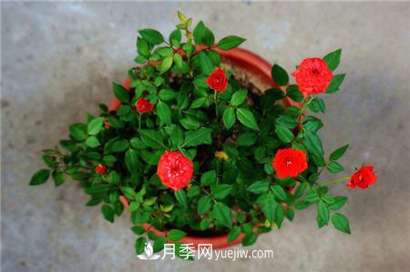 红色微型月季 微型月季各色系有哪些代表品种(图1)