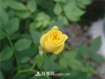 黄色微型月季 微型月季各色系有哪些代表品种(图2)