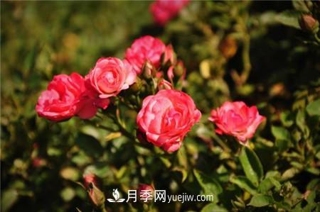 粉色微型月季 微型月季各色系有哪些代表品种(图3)