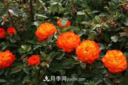 橙色微型月季 微型月季各色系有哪些代表品种(图4)