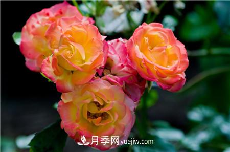 二重色微型月季 微型月季各色系有哪些代表品种(图5)