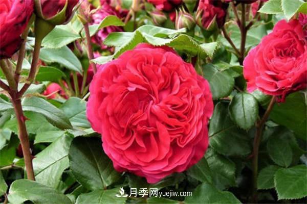 月季品种红达和红龙的区别 二者有什么不同(图1) 月季品种红达和红龙的区别 二者有什么不同(图1)
