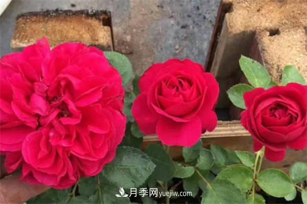 月季品种红达和红龙的区别 二者有什么不同(图2) 月季品种红达和红龙的区别 二者有什么不同(图2)