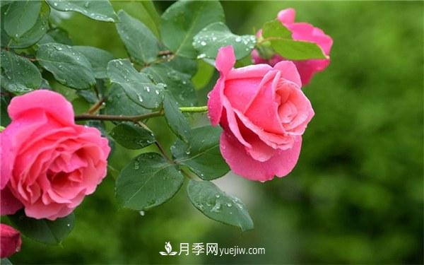 月季花最好的肥料 用什么肥料最佳(图1)