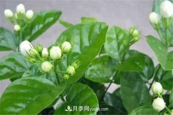 什么花养的蕞快蕞漂亮 什么花养的最快最漂亮(图1)