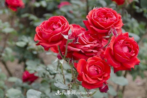 黑魔术月季优缺点,适合新手养殖吗(图1) 黑魔术月季优缺点,适合新手养殖吗(图1)