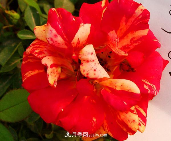 最近很火爆的一个大花月季品种，它的用途及特殊的栽培环境介绍(图1)