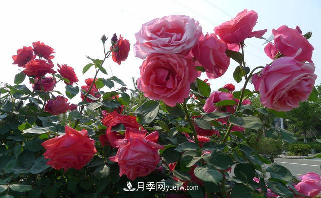 绿化工程月季的养护管理措施(图2) 绿化工程月季的养护管理措施(图2)