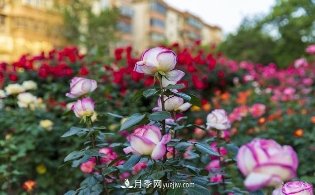 绿化工程月季的养护管理措施(图3) 绿化工程月季的养护管理措施(图3)