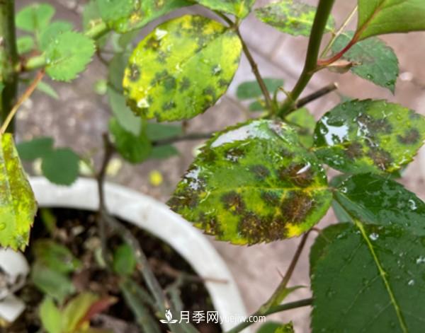月季害怕的病虫害有什么症状 月季害怕的病虫害有什么症状,你知道吗?(图1)
