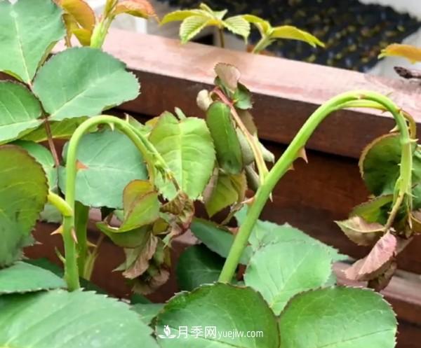 月季害怕的病虫害有什么症状 月季害怕的病虫害有什么症状,你知道吗?(图2)