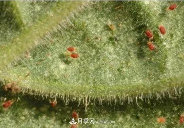月季害怕的病虫害有什么症状 月季害怕的病虫害有什么症状,你知道吗?(图4)