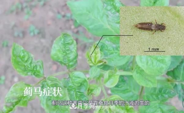 月季害怕的病虫害有什么症状 月季害怕的病虫害有什么症状,你知道吗?(图5)