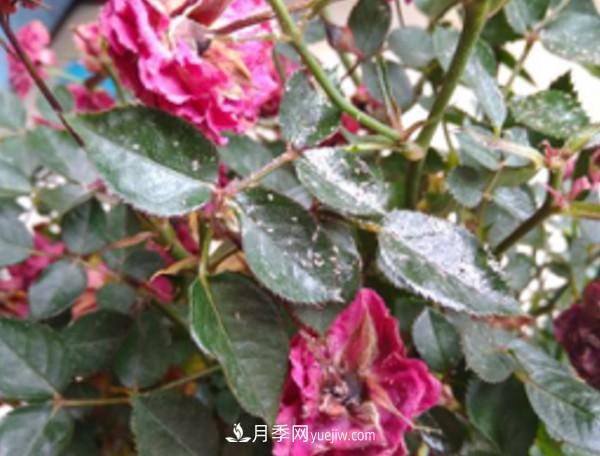 月季害怕的病虫害有什么症状 月季害怕的病虫害有什么症状,你知道吗?(图6)