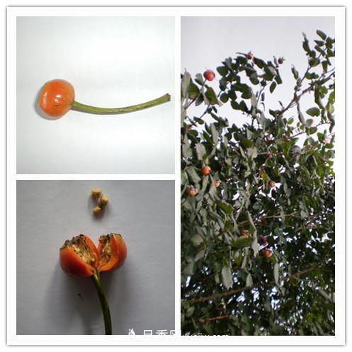 月季花籽能种吗?月季花种子怎样催芽?(图1) 月季花籽能种吗?月季花种子怎样催芽?(图1)