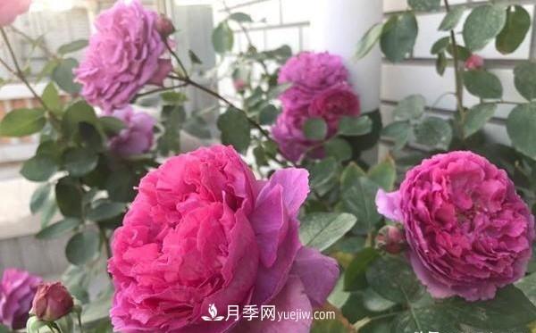 月季 种好月季有七个法则(图3)