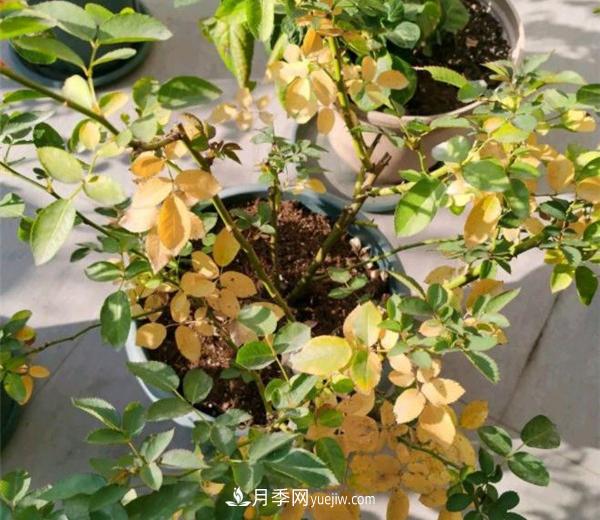 月季从底部开始烂根和黄叶是什么原因？(图1)