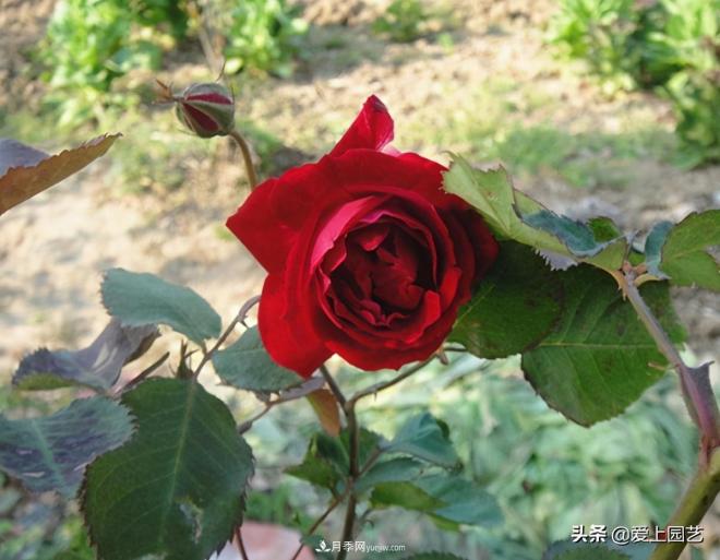 4种款又香又美，还好吃的月季花品种(图4)