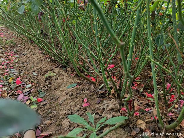 地栽月季遇到连续下雨怎么养护管理?(图1) 地栽月季遇到连续下雨怎么养护管理?(图1)