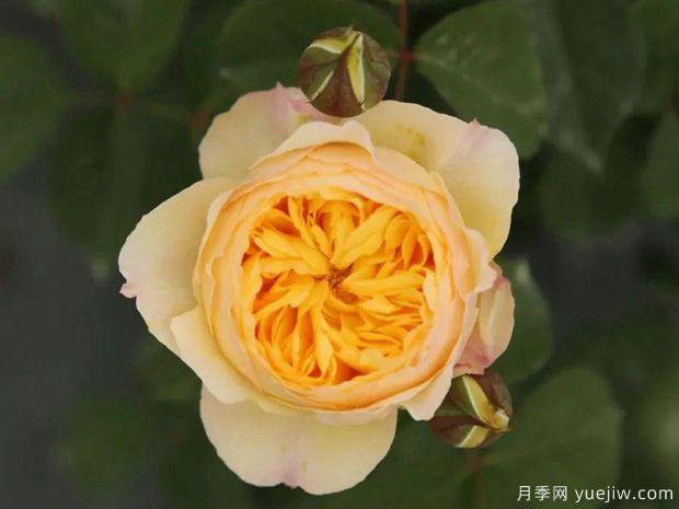 雀啾月季,天狼新品,金黄的颜色给人温暖阳光的感觉(图1) 雀啾月季,天狼新品,金黄的颜色给人温暖阳光的感觉(图1)