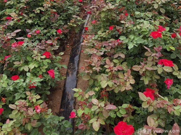 盆栽月季花，冬季要怎么管理？(图1)