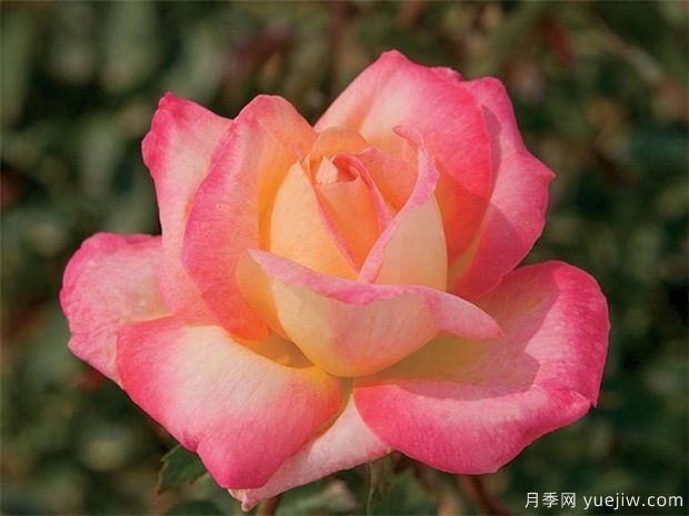 霜降来了,月季花入冬如何施肥,苗情不同方法不同(图1) 霜降来了,月季花入冬如何施肥,苗情不同方法不同(图1)