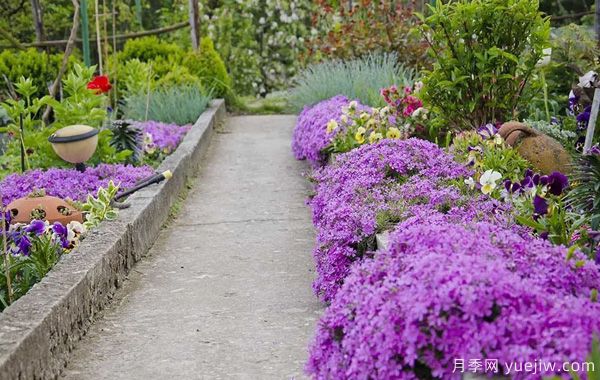 几种让花园充满浪漫色彩的粉色花卉，满足少女心(图2)
