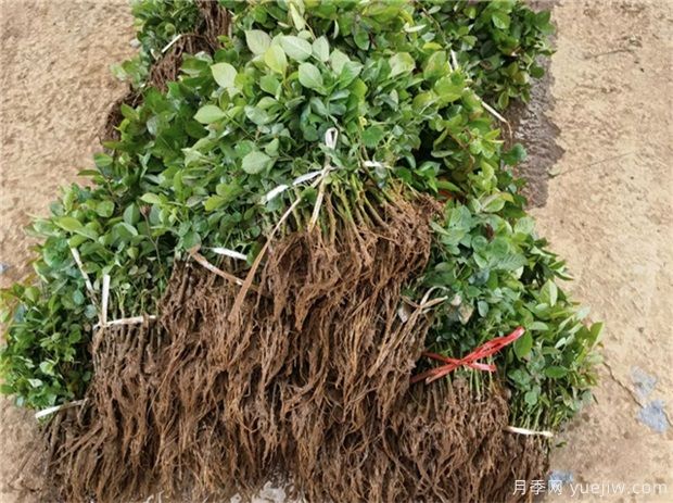 花卉扦插失败？教你提高成活率(图1)