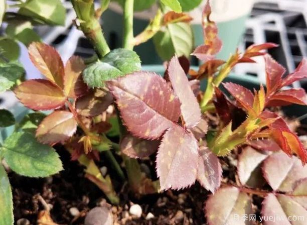 秋冬季节的藤本月季和灌木月季笋芽需简要剪掉吗?(图1) 秋冬季节的藤本月季和灌木月季笋芽需简要剪掉吗?(图1)