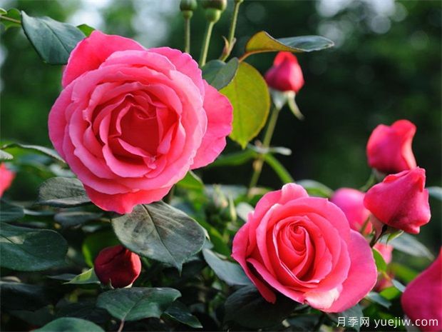 月季花苞迟迟不开放的5个影响因素(图1)