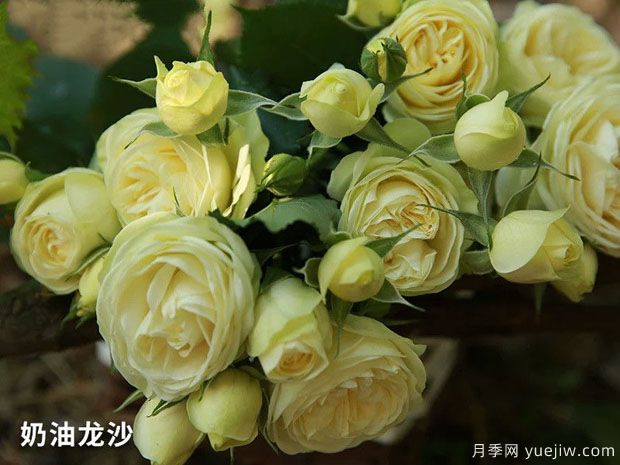 推荐十款花期蕞长的月季品种,赏花享四季(图1) 推荐十款花期最长的月季品种,赏花享四季(图2)