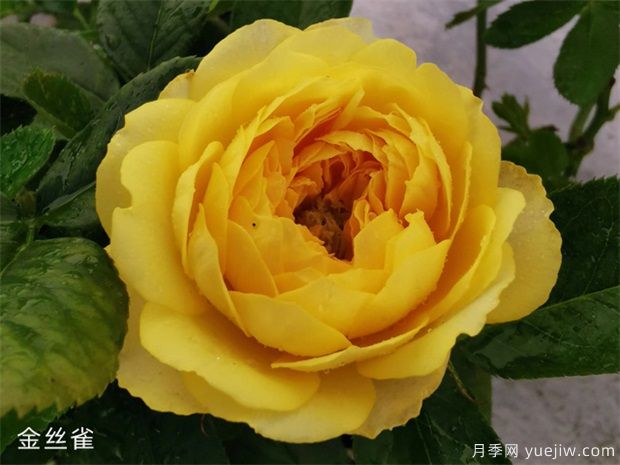 推荐十款花期蕞长的月季品种,赏花享四季(图2) 推荐十款花期最长的月季品种,赏花享四季(图1)