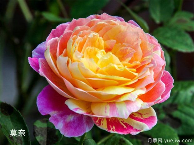 推荐十款花期蕞长的月季品种,赏花享四季(图3) 推荐十款花期最长的月季品种,赏花享四季(图3)