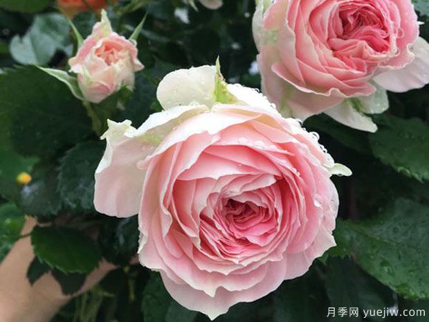 推荐十款花期蕞长的月季品种,赏花享四季(图4) 推荐十款花期最长的月季品种,赏花享四季(图4)