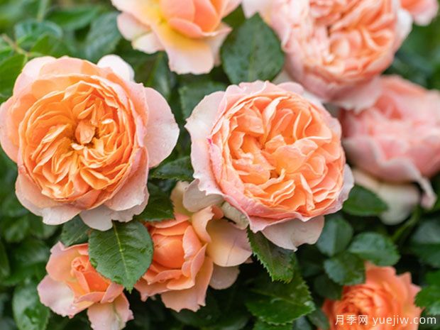 推荐十款花期蕞长的月季品种,赏花享四季(图5) 推荐十款花期最长的月季品种,赏花享四季(图5)