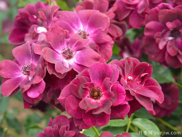 推荐十款花期蕞长的月季品种,赏花享四季(图6) 推荐十款花期最长的月季品种,赏花享四季(图6)