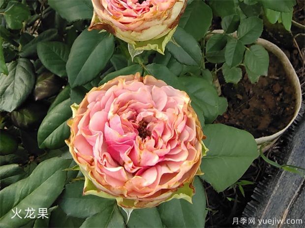 推荐十款花期蕞长的月季品种,赏花享四季(图7) 推荐十款花期最长的月季品种,赏花享四季(图7)