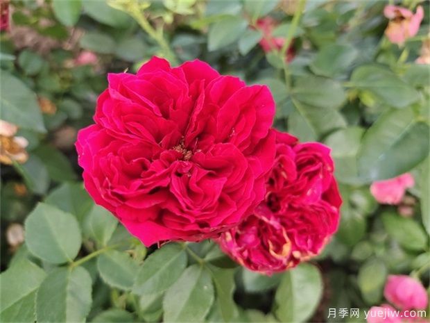 推荐十款花期蕞长的月季品种,赏花享四季(图8) 推荐十款花期最长的月季品种,赏花享四季(图8)