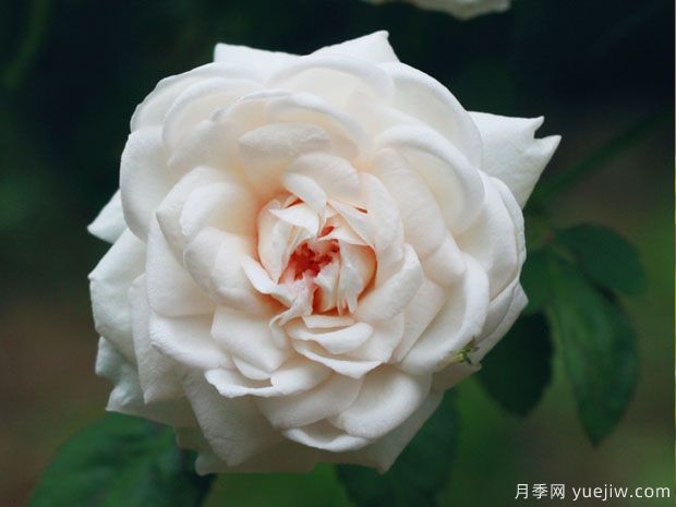 推荐十款花期蕞长的月季品种,赏花享四季(图9) 推荐十款花期最长的月季品种,赏花享四季(图9)