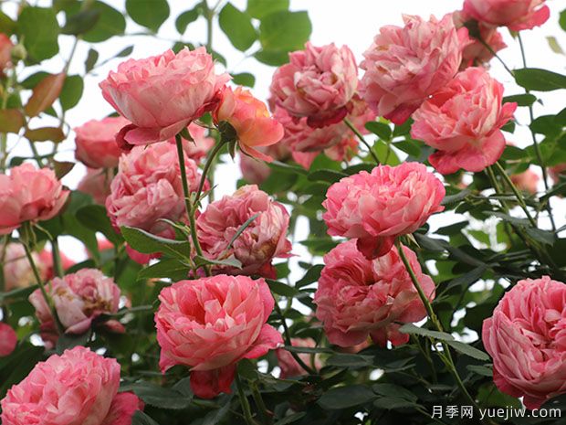 推荐5个抗病性强的藤本月季品种,新手轻松种植(图1) 推荐5个抗病性强的藤本月季品种,新手轻松种植(图1)