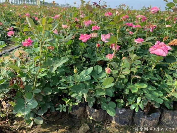 南阳盆栽月季,绿化工程的香饽饽(图1) 南阳盆栽月季批发,园林绿化工程的香饽饽(图1)