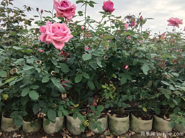 南阳盆栽月季,绿化工程的香饽饽(图2) 南阳盆栽月季批发,园林绿化工程的香饽饽(图2)