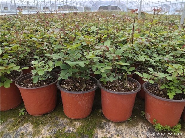 常用月季花盆的尺寸都有哪些?(图1) 常用月季花盆的尺寸都有哪些?(图1)