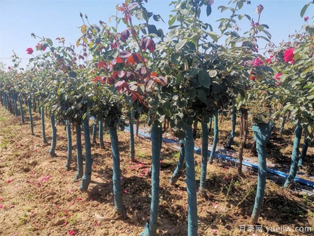 让你移不开眼睛的是她--来自南阳的树状月季(图2) 让你移不开眼睛的是她--来自南阳的树状月季(图2)