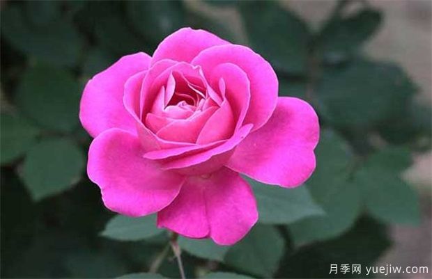 月季成长需要什么环境条件长的好？(图1)