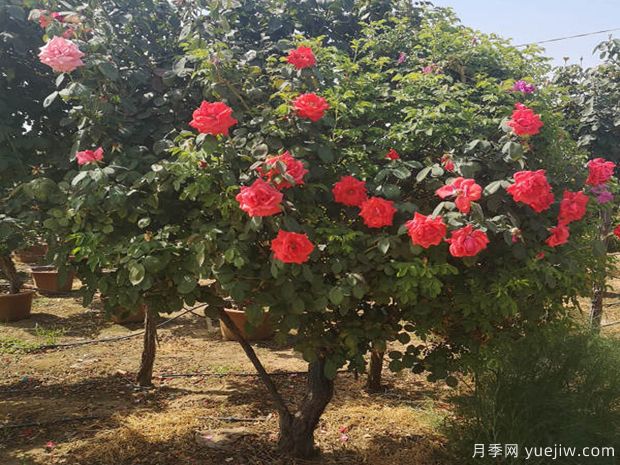 月季病虫灾防治办法和要点(图1)