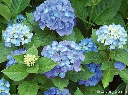 绣球秋季养护方法,明年春枝繁叶茂开爆花(图2) 绣球秋季养护方法,明年春枝繁叶茂开爆花(图2)