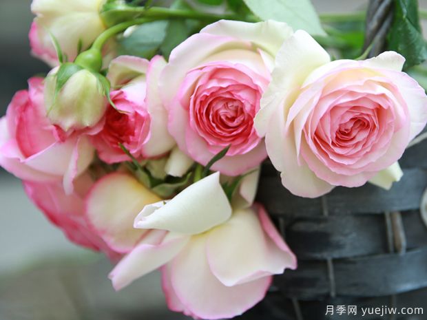 推荐20种倾国倾城的月季,来认识下(图2) 推荐20种倾国倾城的月季,来认识下(图1)
